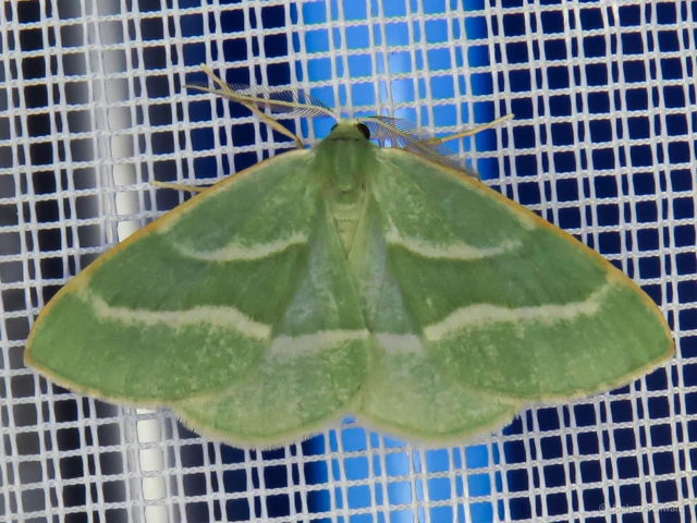 Hylaea fasciaria - erdeifenyő-sávosaraszoló