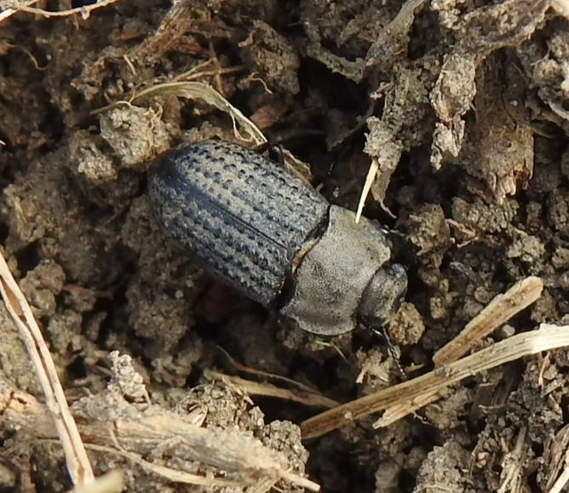 Opatrum sabulosum - sároshátú gyászbogár