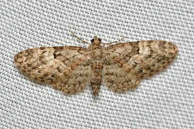 Eupithecia dodoneata - tölgy-törpearaszoló