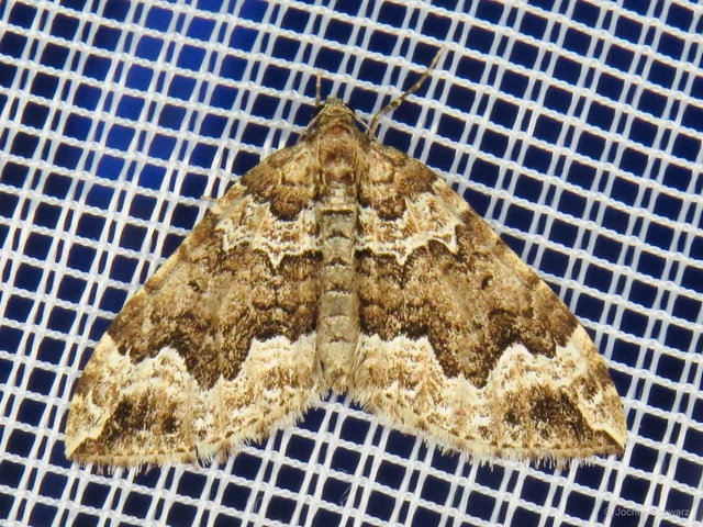 Lampropteryx suffumata - füstös araszoló