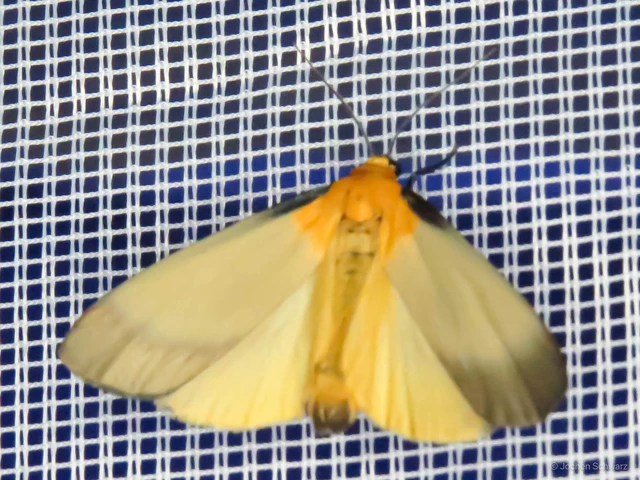 Lithosia quadra - négypettyes zuzmószövő