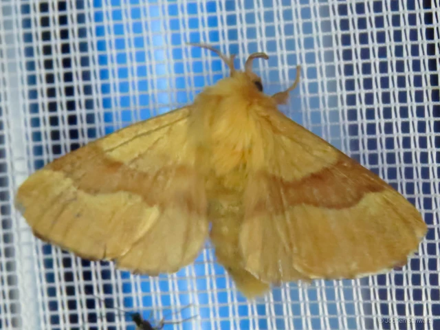 Malacosoma neustria - gyűrűsszövő