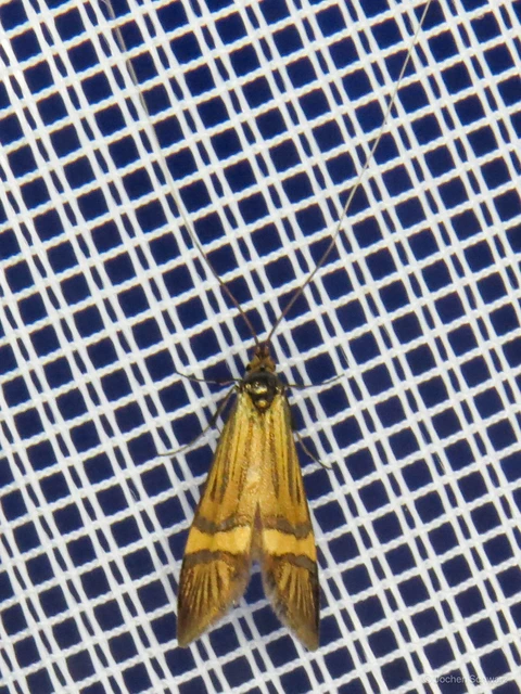 Nemophora degeerella - pompás tőrösmoly
