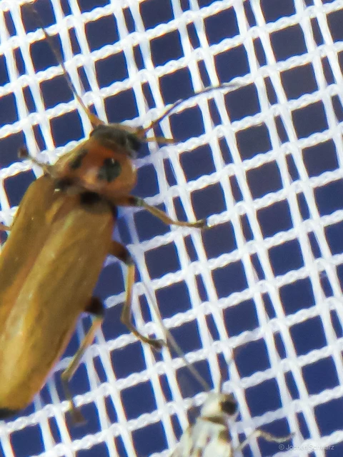 Osphya bipunctata - kétalakú komorka