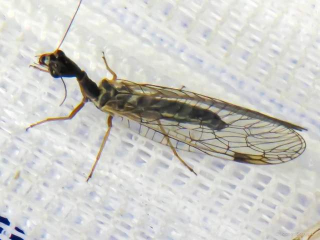 Raphidioptera - Tevenyakú-fátyolkák
