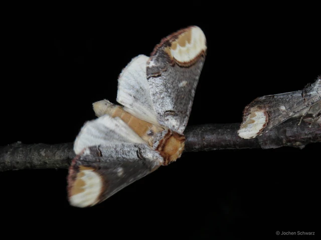Phalera bucephala - sárgafoltos púposszövő