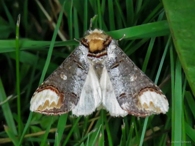 Phalera bucephala - sárgafoltos púposszövő