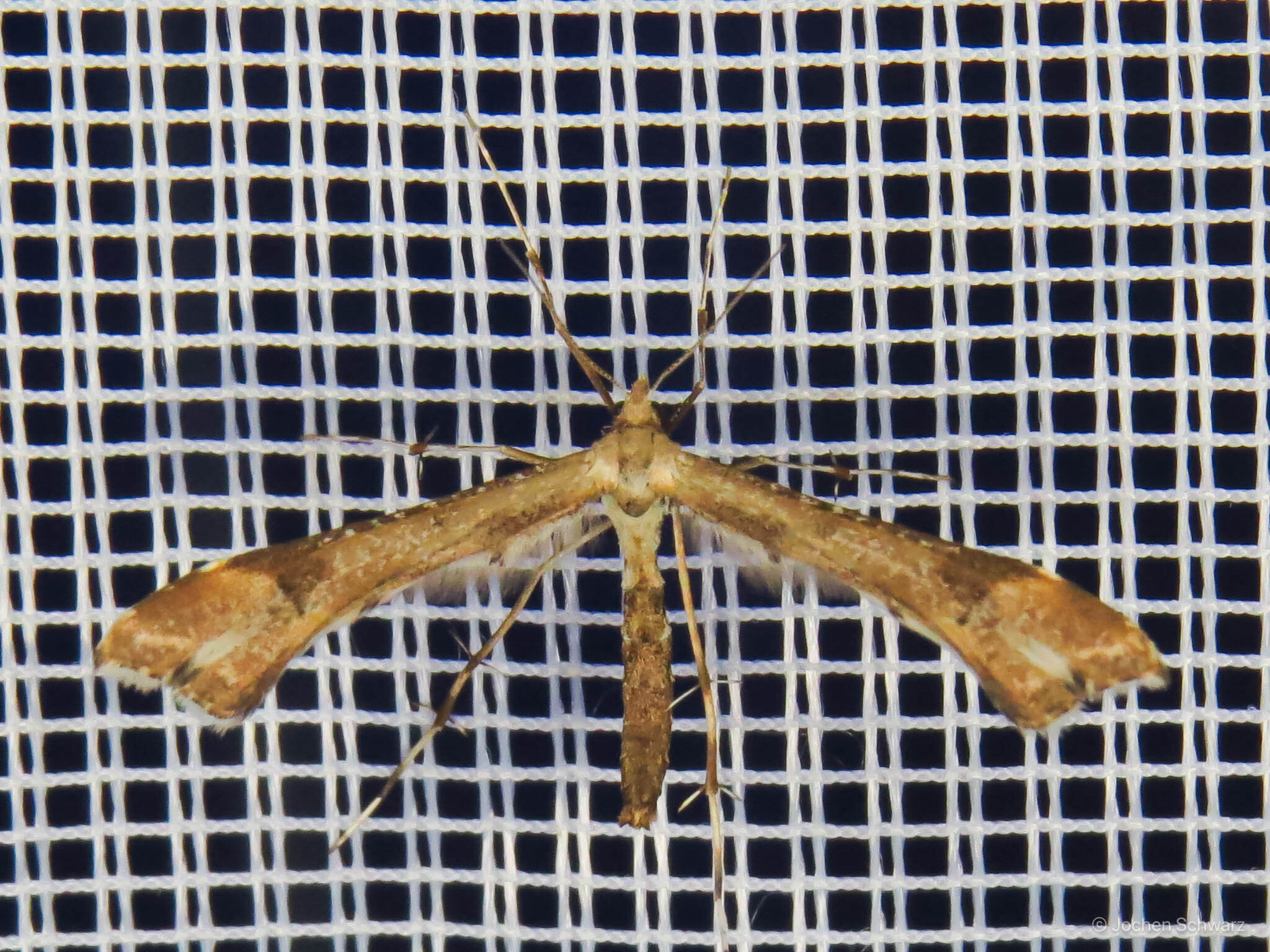Platyptilia gonodactyla - ékmintás tollasmoly