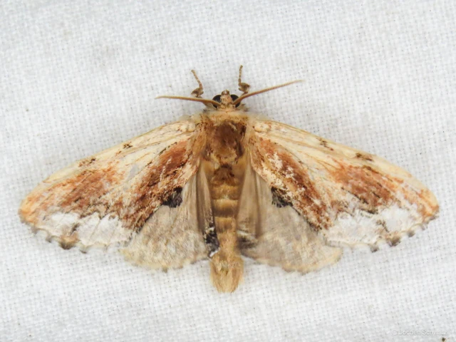 Ptilodon cucullina - csuklyás púposszövő