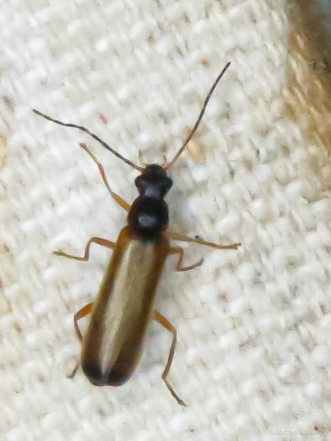 Rhagonycha lignosa - cserjés-lágybogár