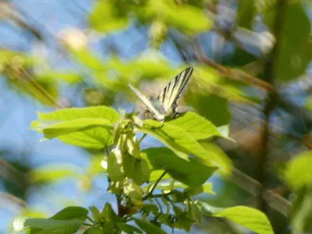 Iphiclides podalirius - kardoslepke