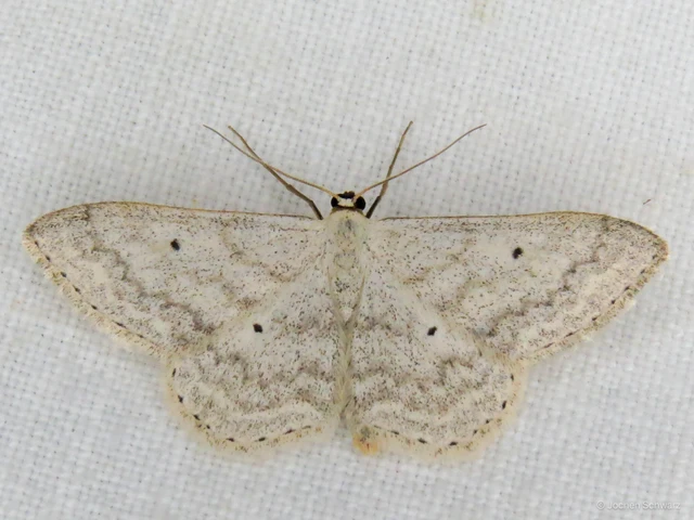 Scopula incanata - hamvas sávosaraszoló