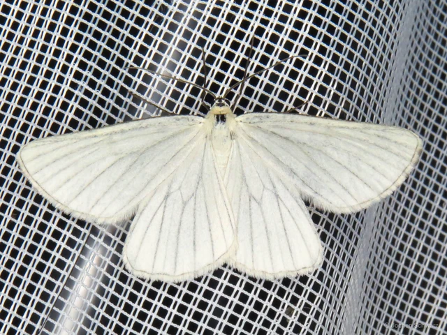 Siona lineata - vonalas fehéraraszoló