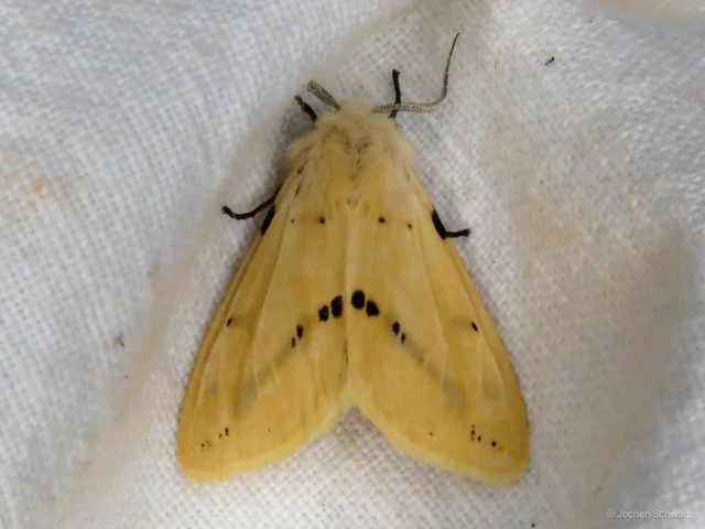 Spilarctia lutea - sárgás medvelepke