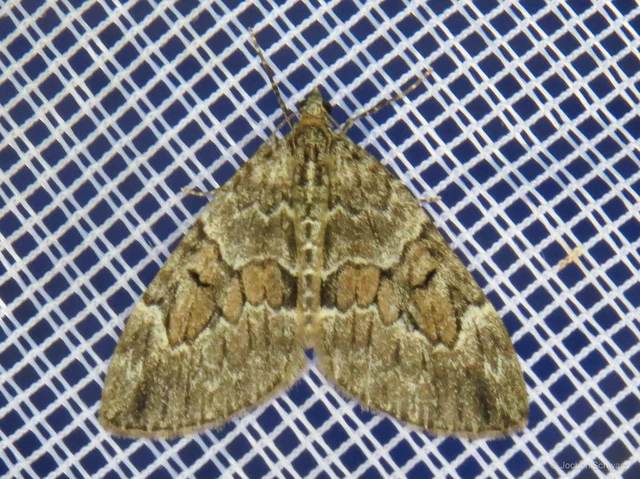 Thera variata/britannica