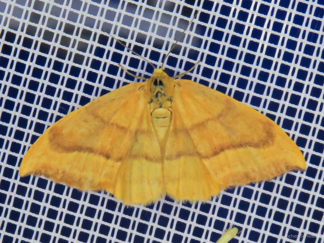 Watsonalla cultraria - bükkfa-sarlósszövő