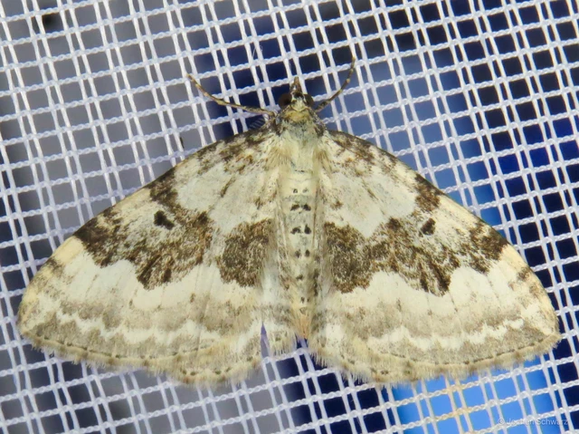 Xanthorhoe montanata - hegyi tarkaaraszoló