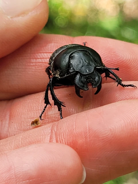 Lethrus apterus - nagyfejű csajkó
