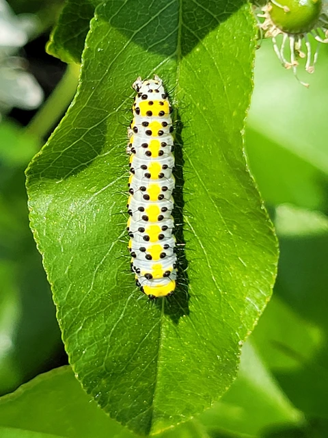 Diloba caeruleocephala - őszi kékesbagoly