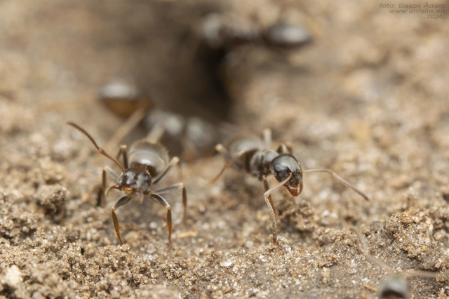 Lasius bombycina - pusztai feketehangya