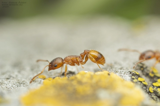 Temnothorax unifasciatus - gyűrűs kéreghangya