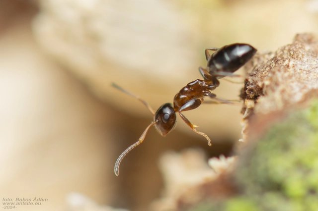 Colobopsis truncata - kapushangya
