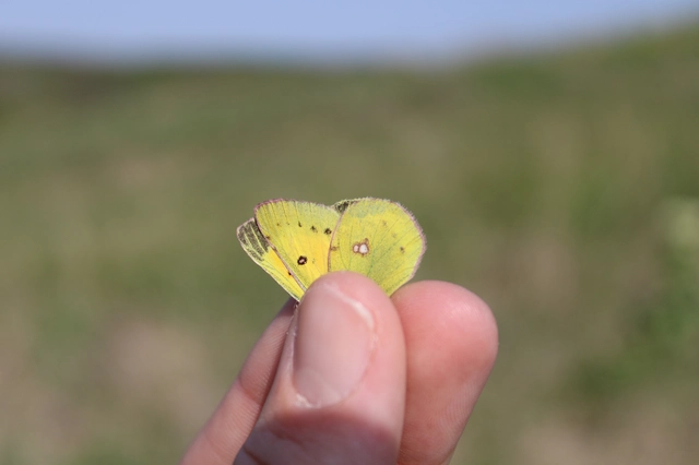 Colias chrysotheme - dolomit-kéneslepke