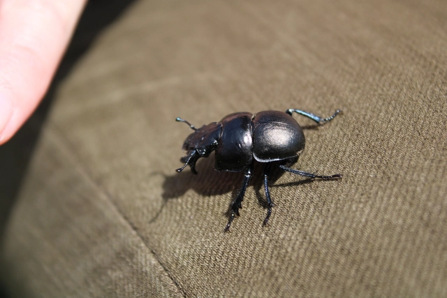 Lethrus apterus - nagyfejű csajkó