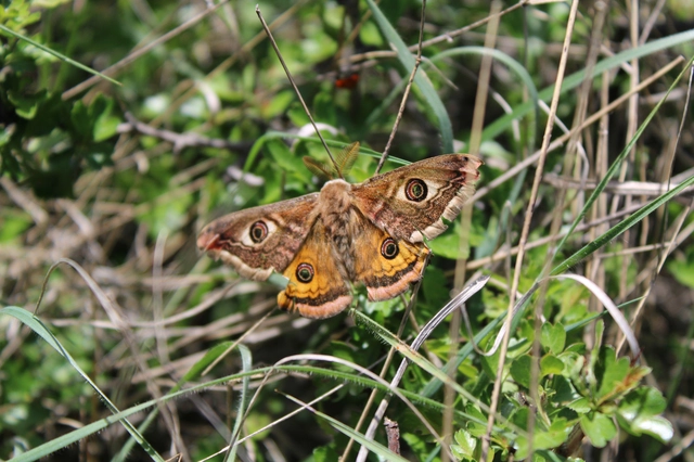 Saturnia pavoniella/pavonia