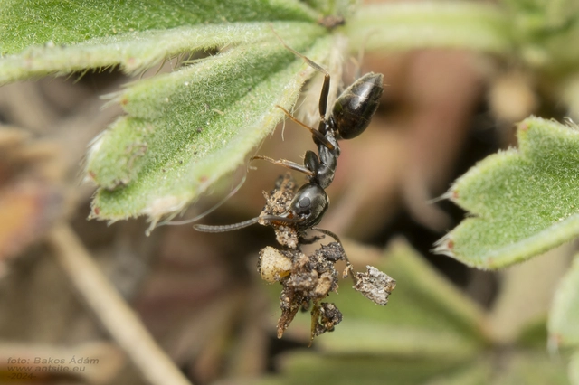 Tapinoma erraticum - kóborhangya