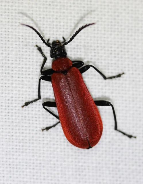 Pyrochroa coccinea - nagy bíborbogár