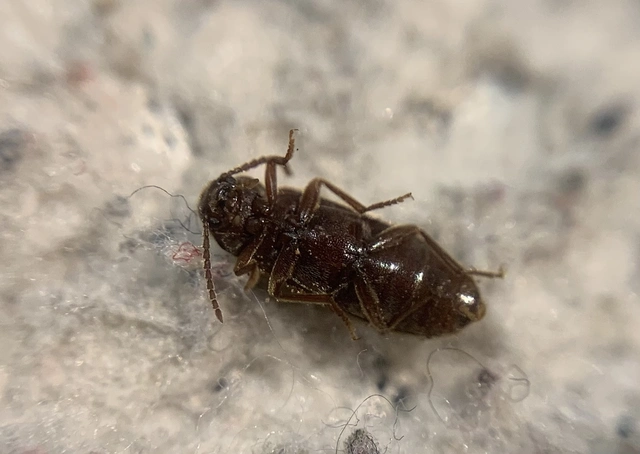 Zilora obscura - sötét komorka