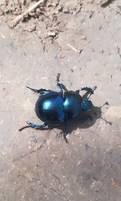 Trypocopris vernalis - tavaszi álganéjtúró