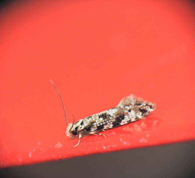 Nemapogon