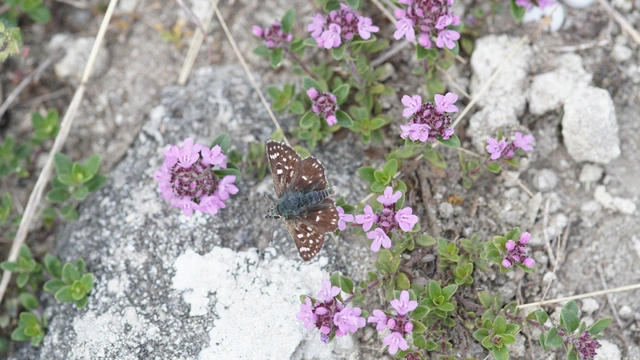Spialia orbifer - törpe busalepke