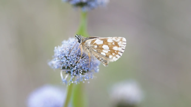 Spialia orbifer - törpe busalepke