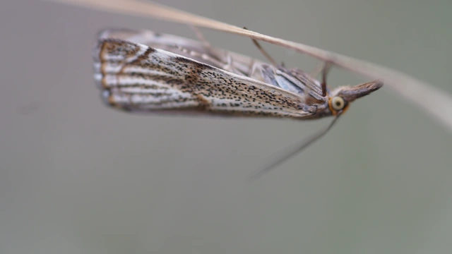 Thisanotia chrysonuchella - tavaszi fűgyökérmoly