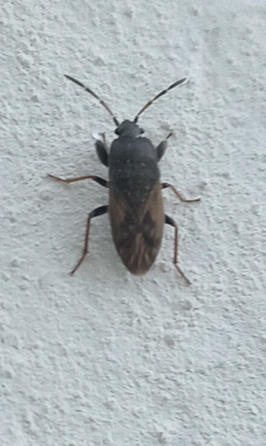 Megalonotus sabulicola