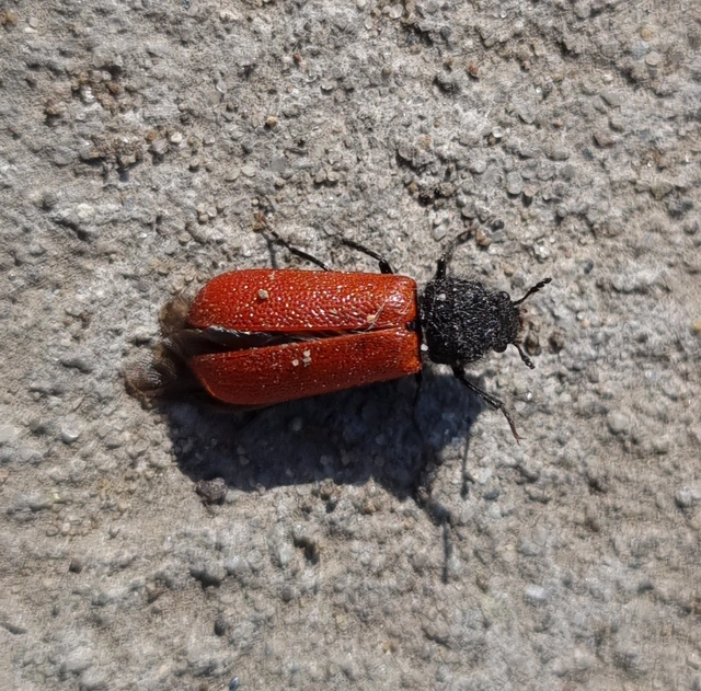Bostrichus capucinus - piros csuklyásszú