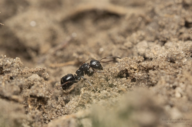 Camponotus atricolor - nyerges lóhangya
