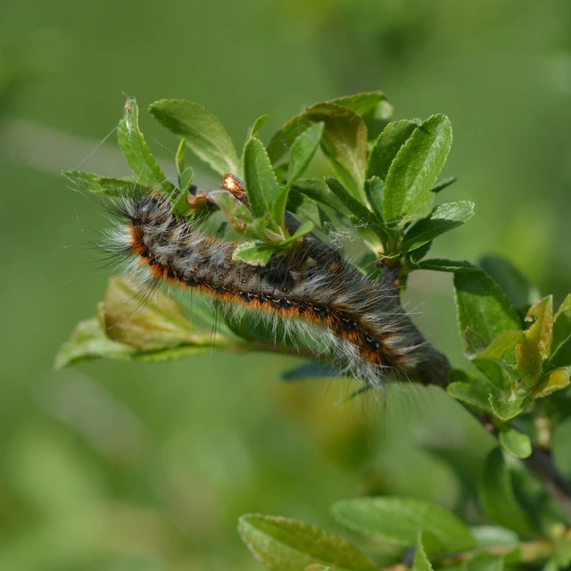 Eriogaster catax - sárga gyapjasszövő