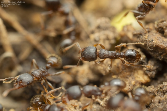 Tetramorium ferox - orosz gyepihangya