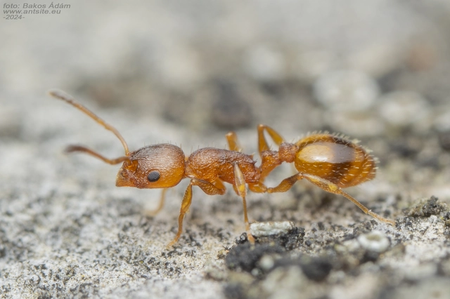 Temnothorax unifasciatus - gyűrűs kéreghangya