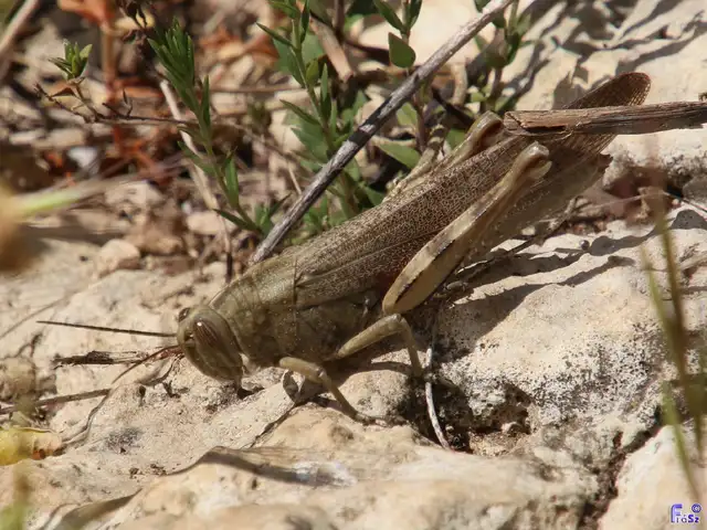 Anacridium aegyptium - egyiptomi sáska