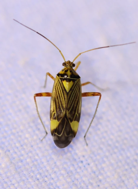 Rhabdomiris striatellus - zebra-mezeipoloska