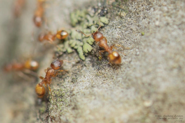 Temnothorax unifasciatus - gyűrűs kéreghangya