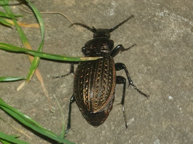 Carabus ulrichii - rezes futrinka Carabus ulrichii - rezes futrinka