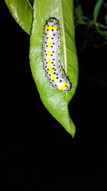 Diloba caeruleocephala - őszi kékesbagoly