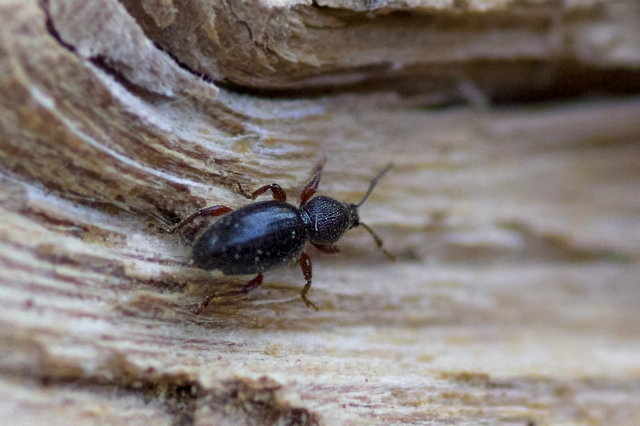 Stomodes gyrosicollis - gyökérlakó ormányos