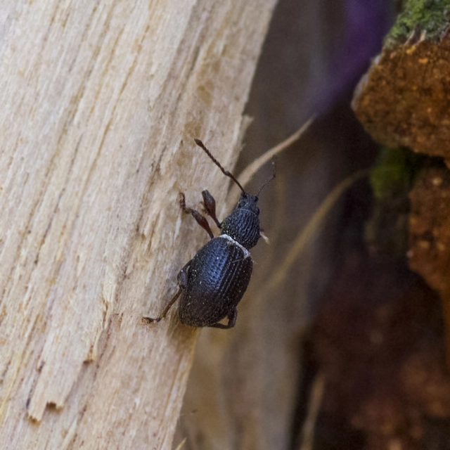 Otiorhynchus ovatus - apró gyalogormányos